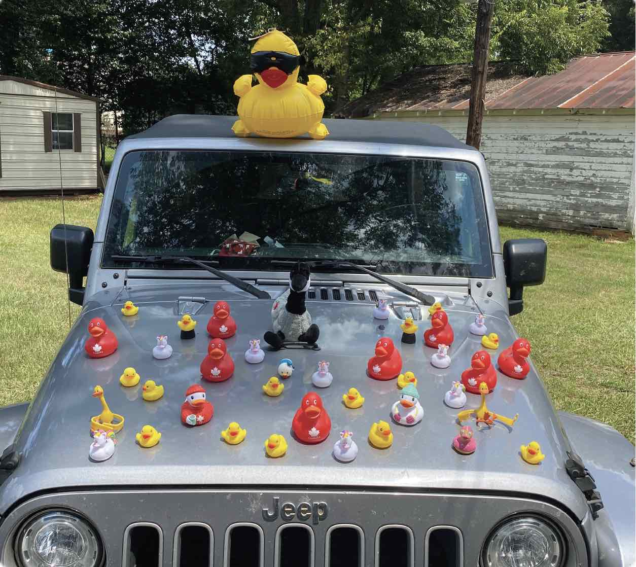 ducks on jeep